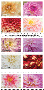 Dahlias