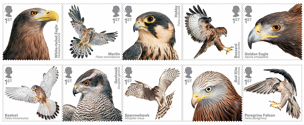 British Birds of Prey