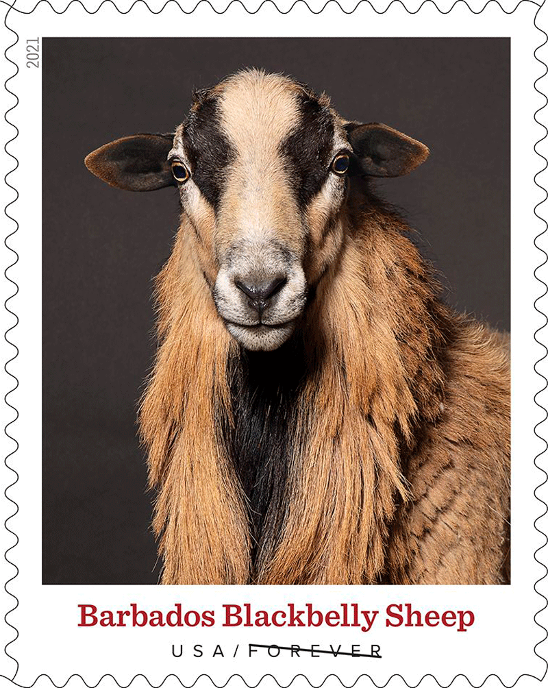 5583-92 - 2021 First-Class Forever Stamps - Heritage Breeds