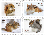 Squirrels & Chipmunks