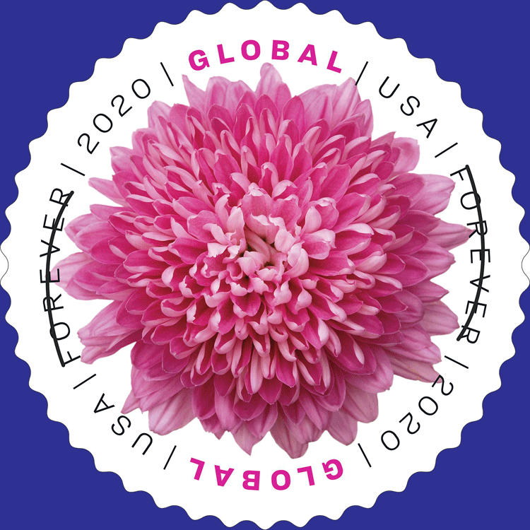 Pink Chrysanthemum Global Forever International Mail Stamp Sheet (100
